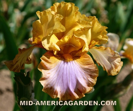 【美品】Ellis Ericson　エリスエリクソン　ミッドレングス　5.11 超美品 Ellis Ericson エリスエリクソン ミッドレングス 5.11